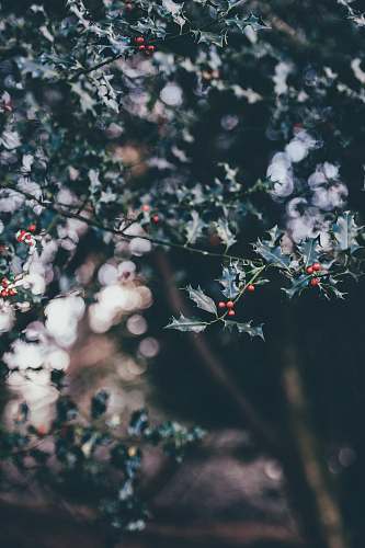 christmas wallpapers selective focus photography of white and pink petaled flowers paper